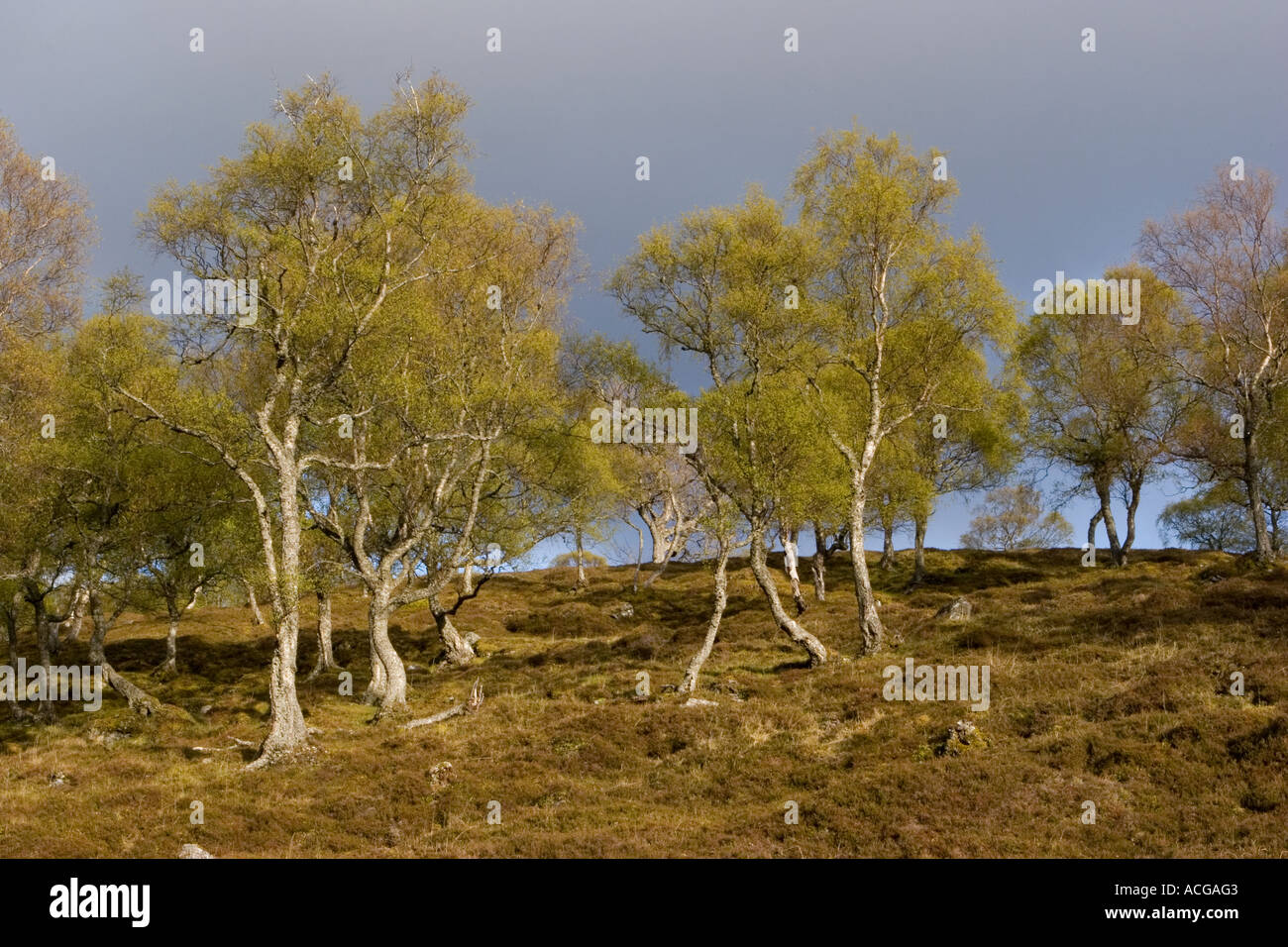 Morrone Birkwood Scottish Heidekraut Moore und Silber Birke Bäume Mar Estate, Braemar Aberdeenshire Schottland, UK Cairngorms National Park, UK Stockfoto