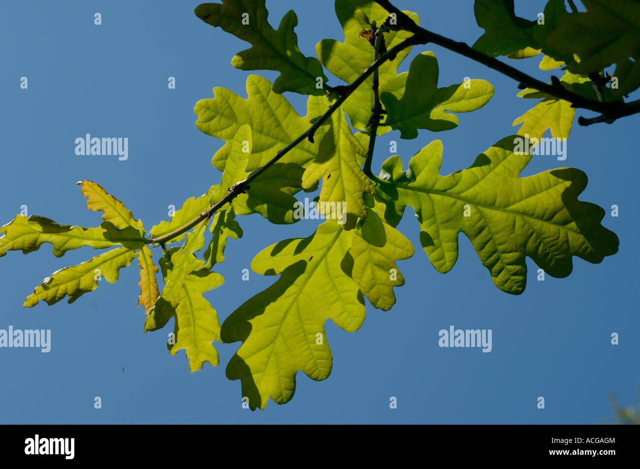 Junge Eiche Quercus Robur verlässt Hintergrundbeleuchtung gegen gegen einen blauen Frühlingshimmel Stockfoto