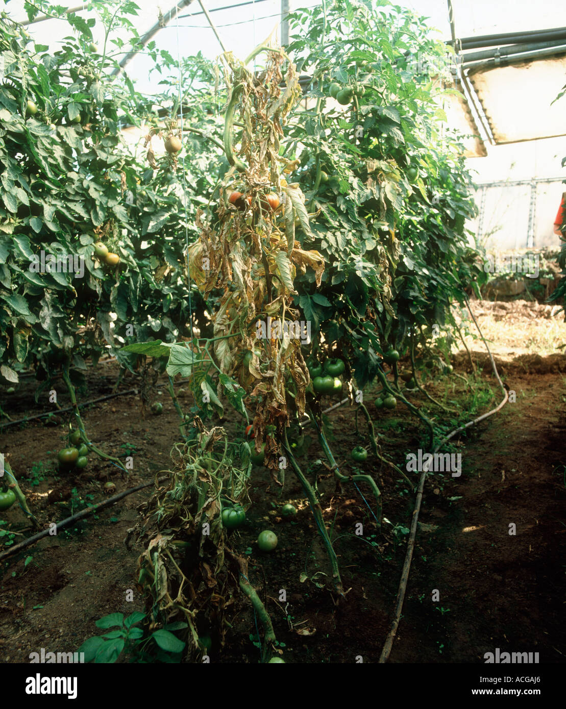 Toten Tomatenpflanze getötet durch Tomaten Mark Nekrose Pseudomonas Corrugata in einem Polyethylen-Haus Stockfoto