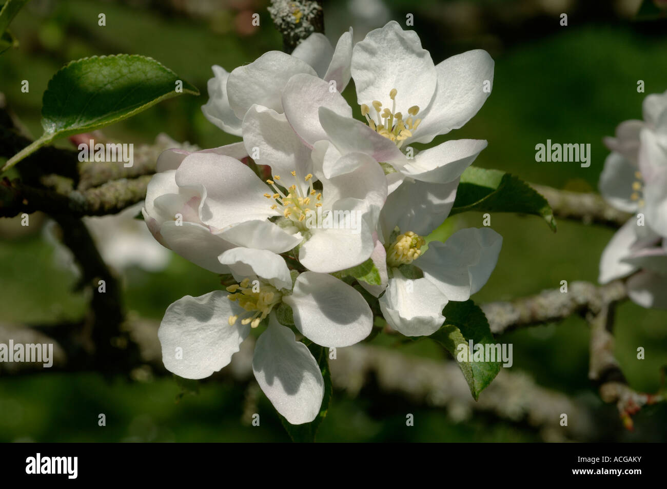 Blumen auf einer Entdeckung Apfel Baum Devon Stockfoto