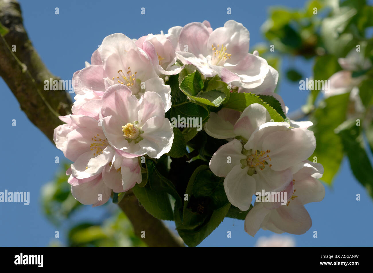 Blumen auf einen Apfelbaum Bramley gegen blauen Himmel Devon Stockfoto
