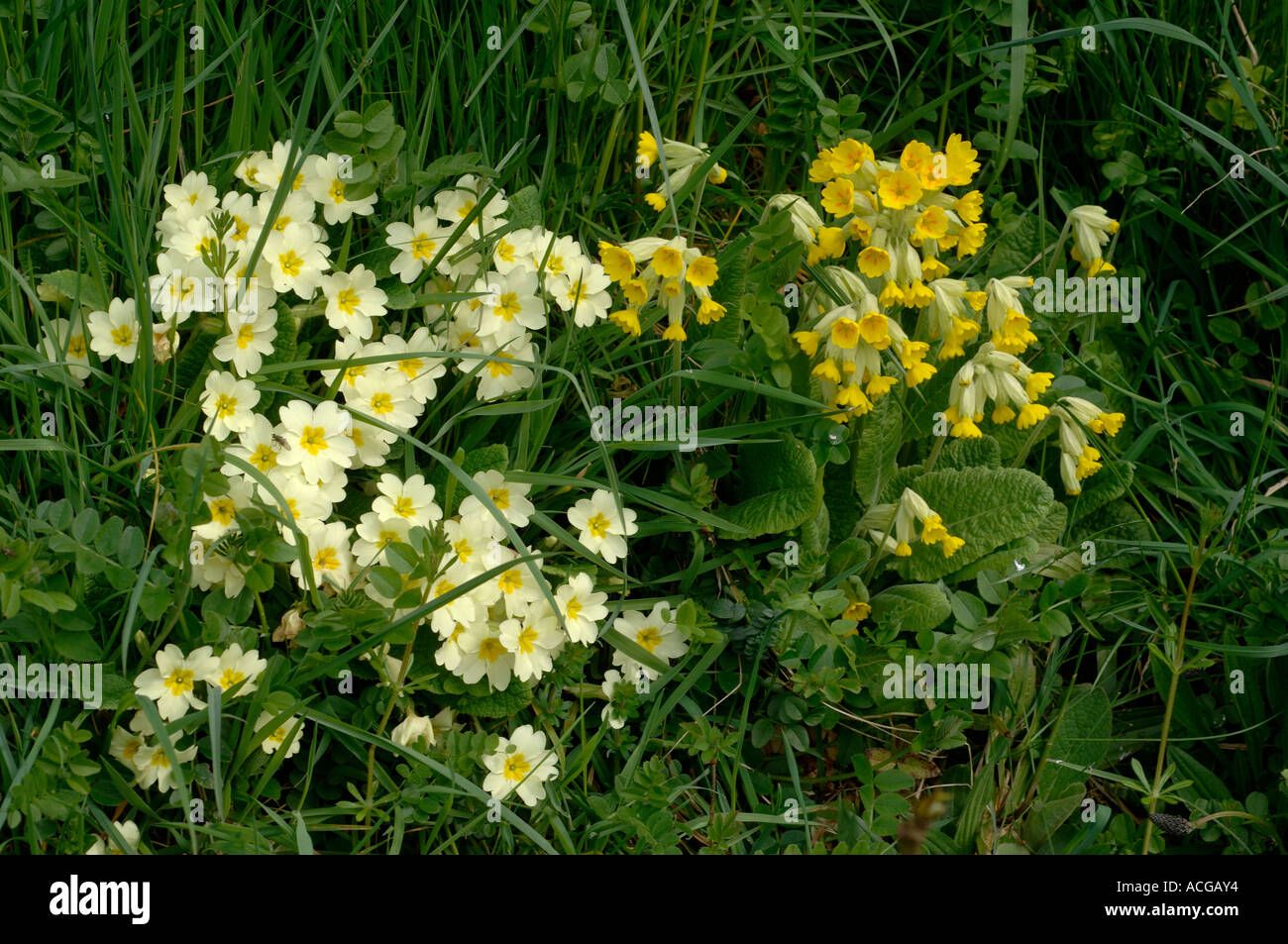 Schlüsselblumen Primula Veris und Primeln in voller Blüte im trüben Licht Stockfoto