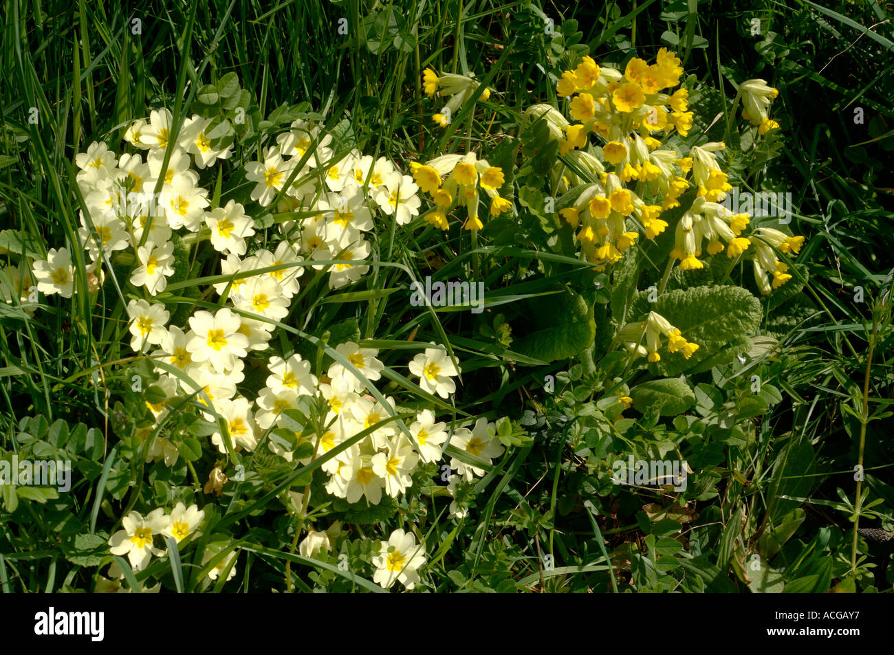 Schlüsselblumen Primula Veris und Primeln in voller Blüte im Sonnenlicht Stockfoto
