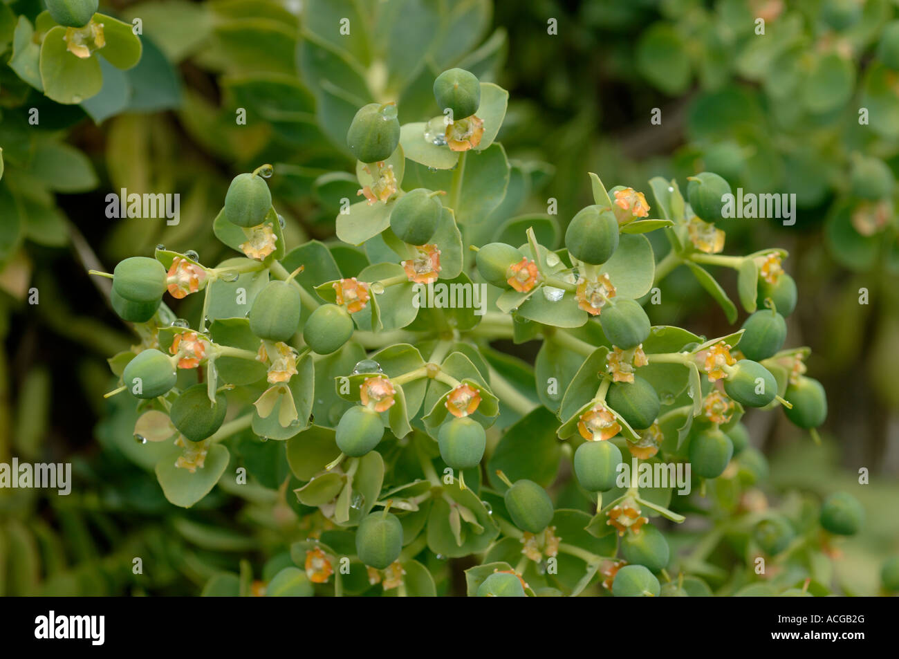 Post-Blume, die Entwicklung von Seedhead auf Euphorbia Myrsinites Zierpflanze Stockfoto