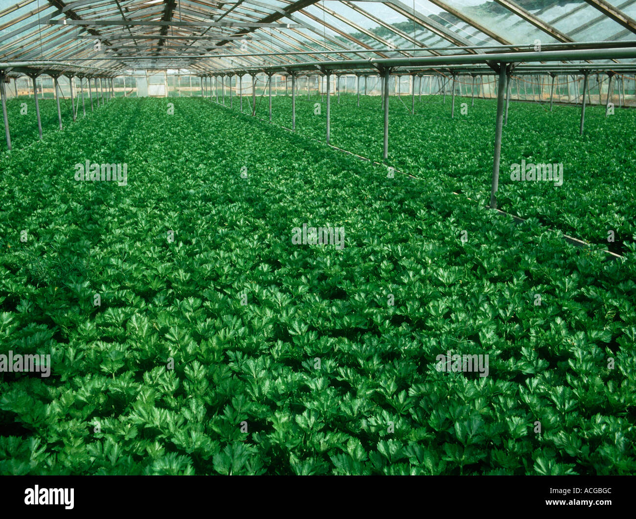 Reifende Sellerie-Ernte in einem kommerziellen Gewächshaus Stockfoto