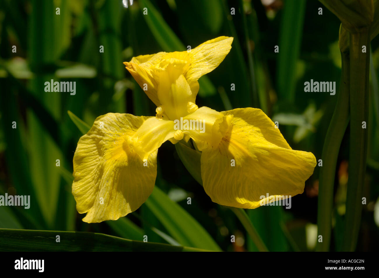 Gelbe Flagge Iris Pseudocorus Blume Stockfoto