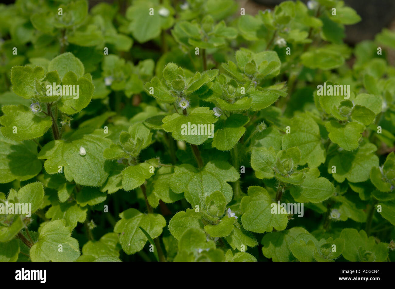 Unkraut und efeu -Fotos und -Bildmaterial in hoher Auflsung  Alamy