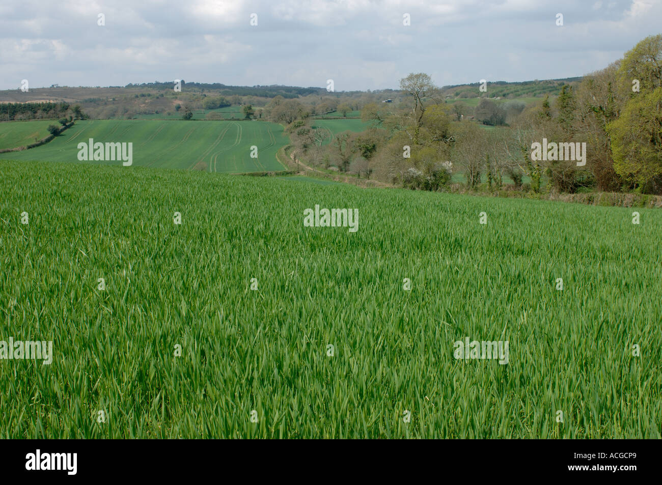 Blick auf unreifen Gerste Ernte vor dem Ohr an feinen Frühlingstag in Devon Stockfoto