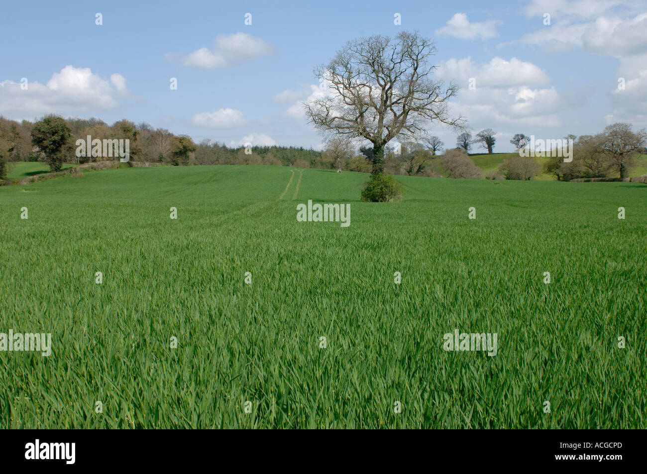 Blick auf unreifen Gerste Ernte vor dem Ohr an feinen Frühlingstag in Devon Stockfoto
