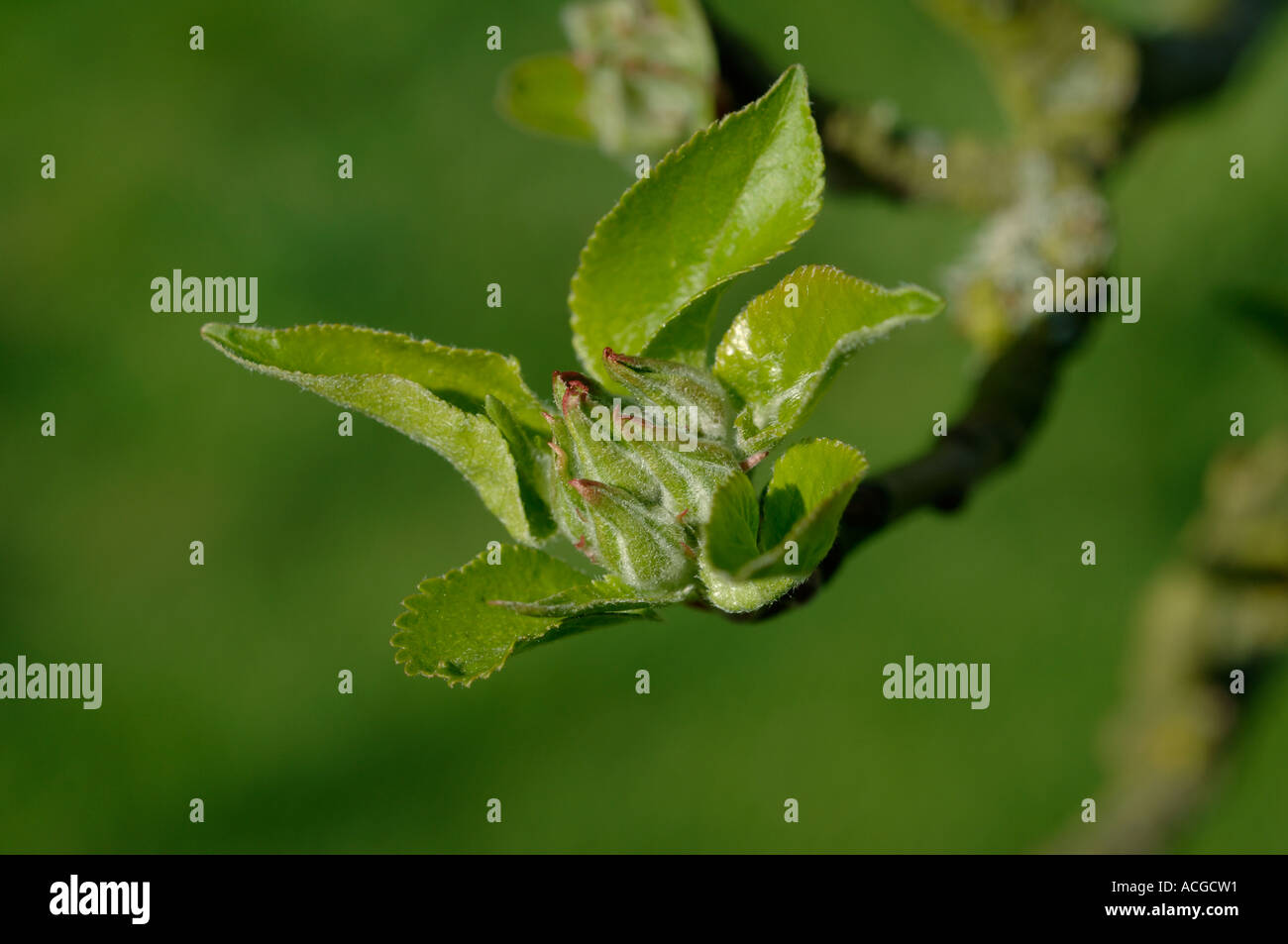 Bramley Apple Blütenknospe Stadium der grünen cluster Stockfoto