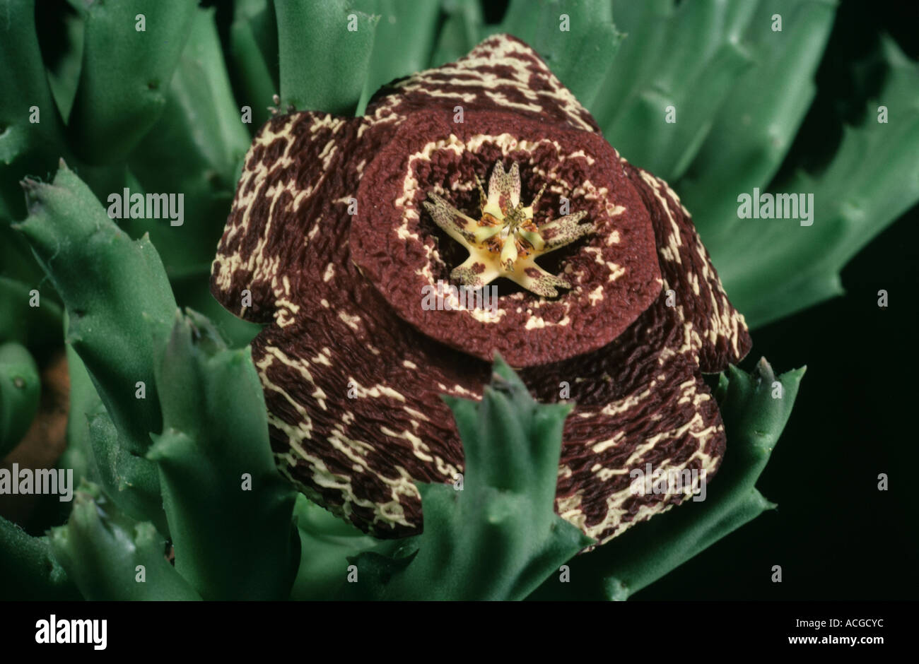 Aas Blume Orbea Variegata Blüte stinkende übel riechende Sukkulenten