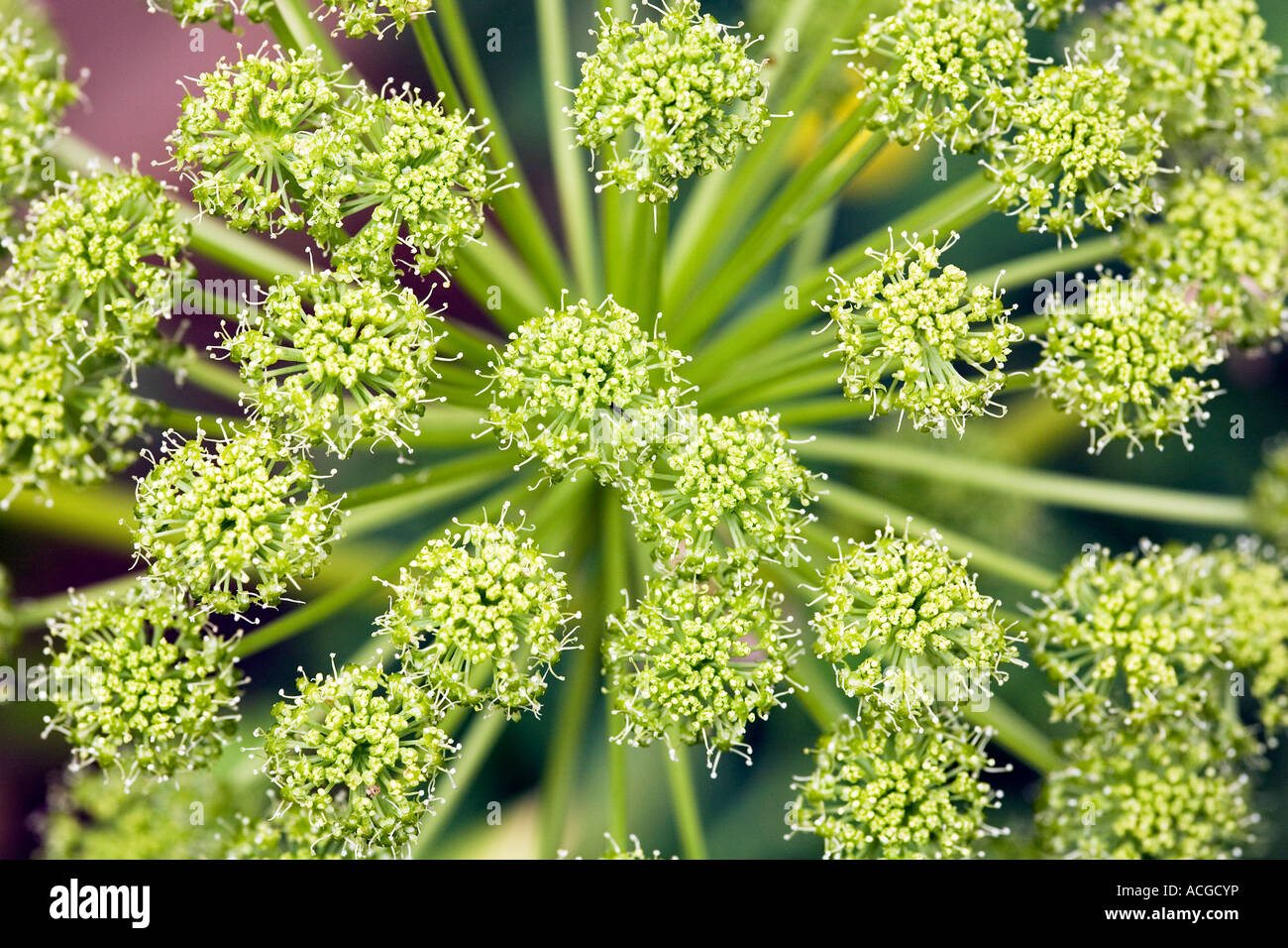 Angelica Archangelica. Wilden Sellerie Blüte Nahaufnahme Stockfoto