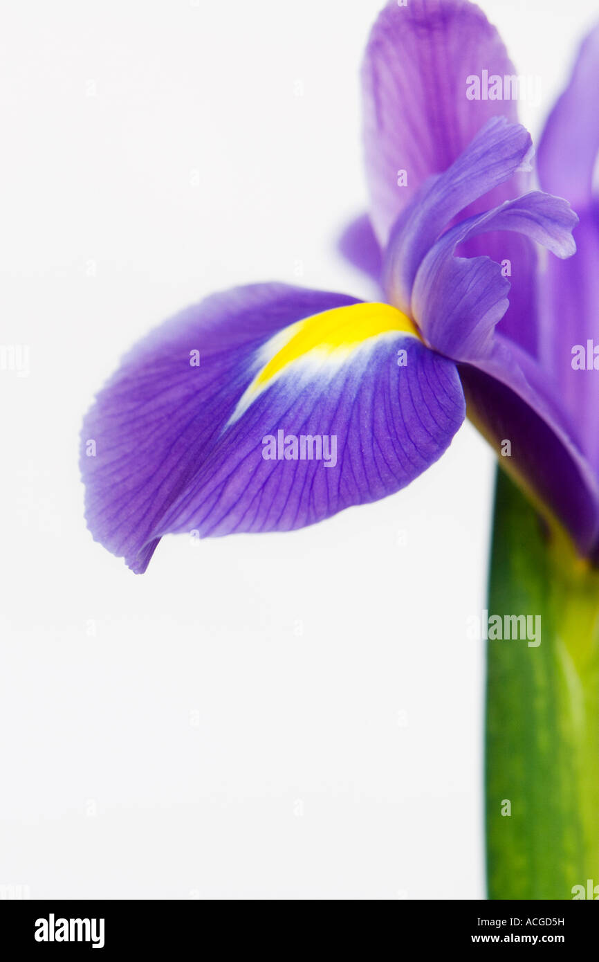 Holländische Iris. Iris Hollandica 'Professor Blaauw' Blume Blüten auf weißem Hintergrund Stockfoto