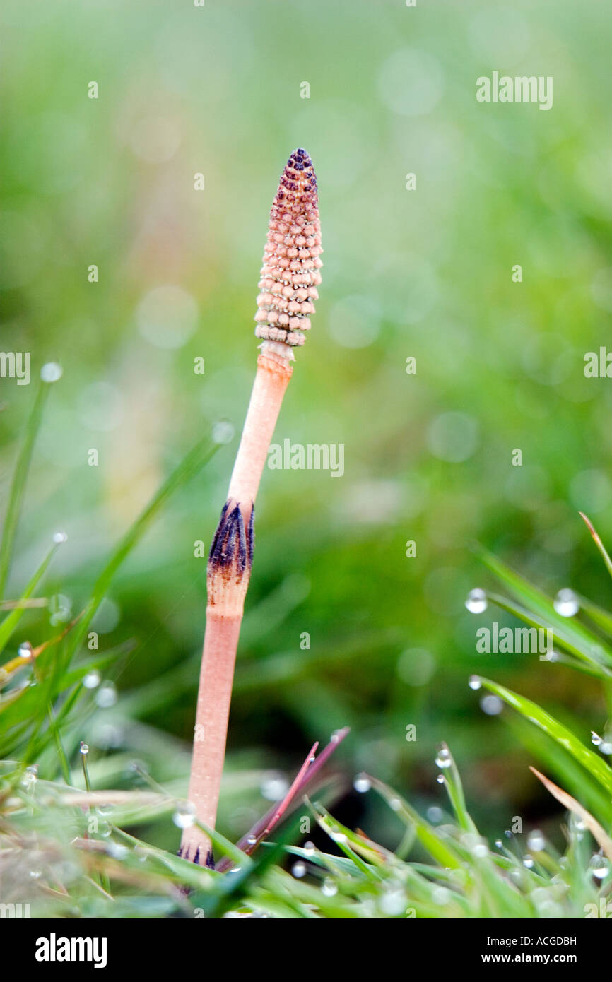 Equisetum Arvense. Gemeinsamen Schachtelhalm. Fruchtbaren Stamm vor einem grasbewachsenen verschwommenen Hintergrund. Norden Wiese, Cricklade, Wiltshire. UK Stockfoto