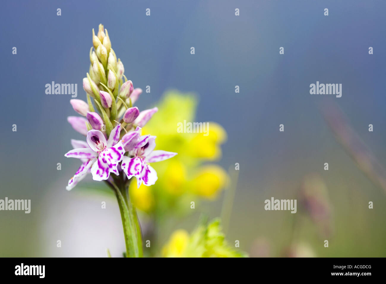 Dactylorhiza Fuchsii. Gemeinsame gefleckte Orchidee in der englischen Landschaft Stockfoto