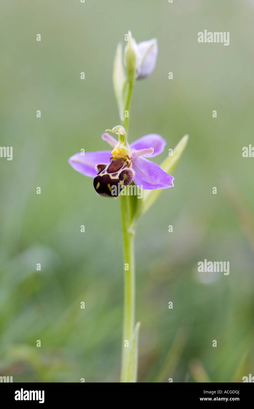 Ophrys Apifera. Biene Orchidee in der englischen Landschaft. UK Stockfoto