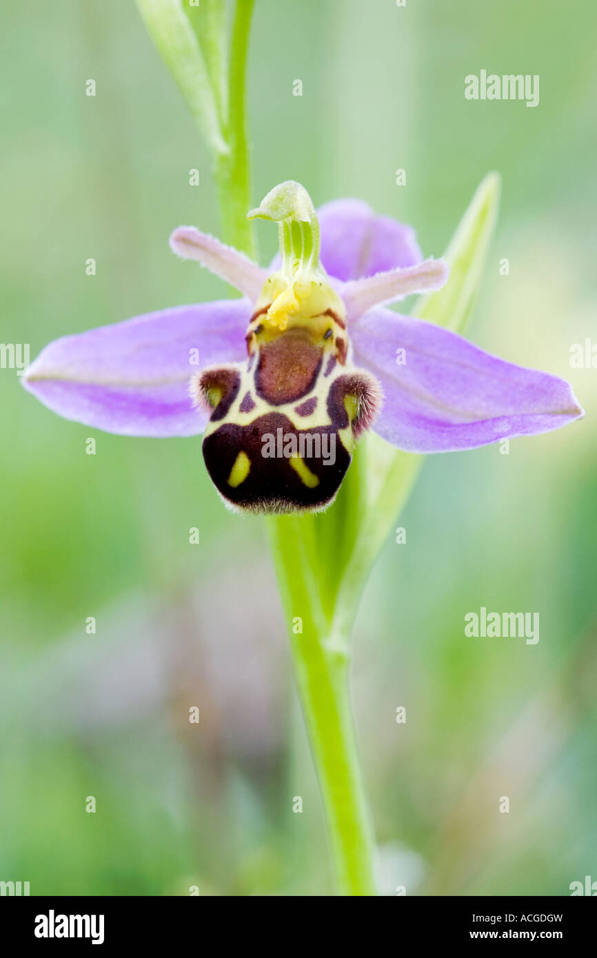Ophrys Apifera. Biene Orchidee in der englischen Landschaft. UK Stockfoto
