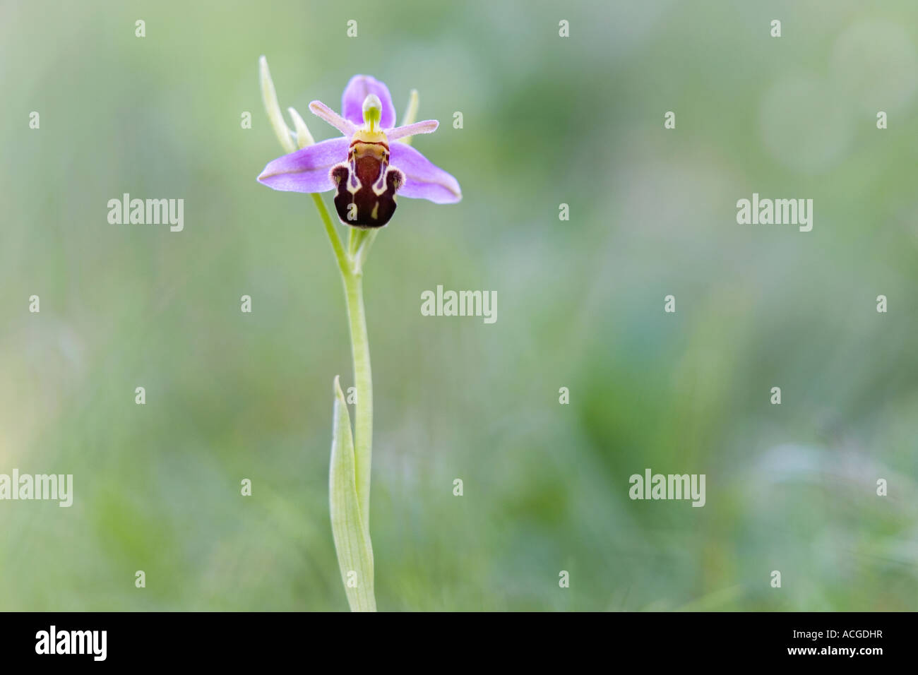Ophrys Apifera. Biene Orchidee in der englischen Landschaft. UK Stockfoto