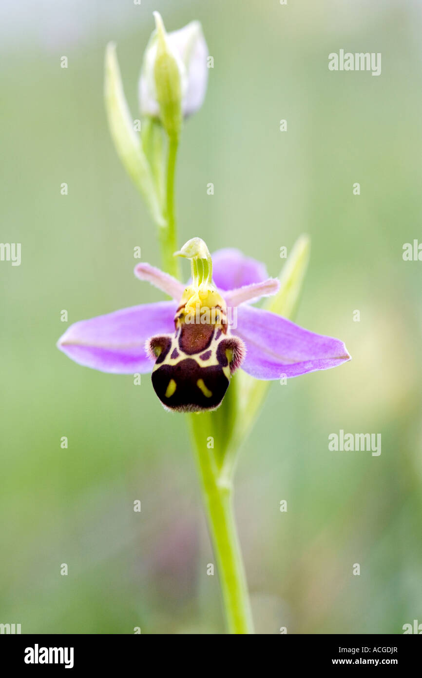 Ophrys Apifera. Biene Orchidee in der englischen Landschaft. UK Stockfoto