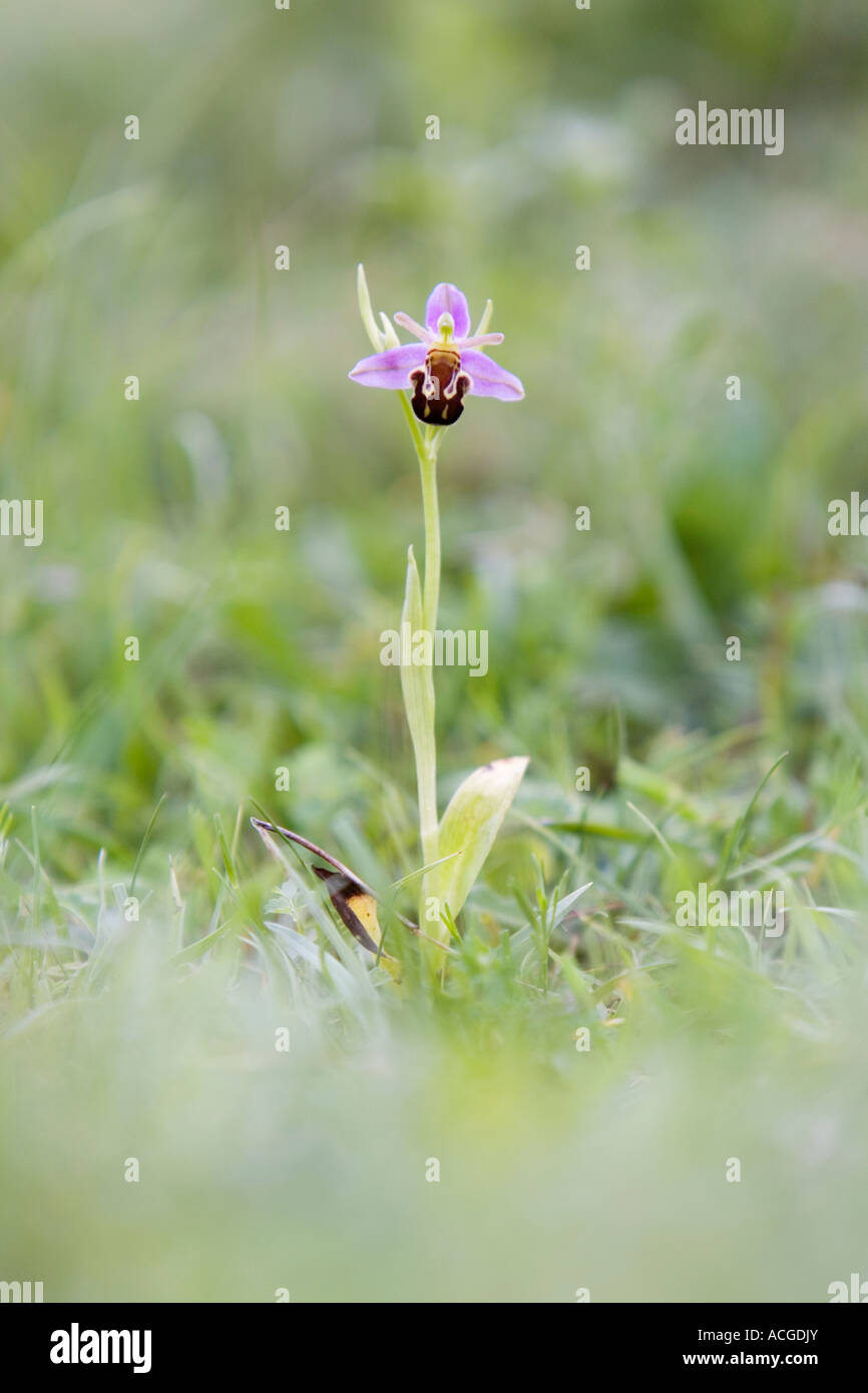 Ophrys Apifera. Biene Orchidee in der englischen Landschaft. UK Stockfoto