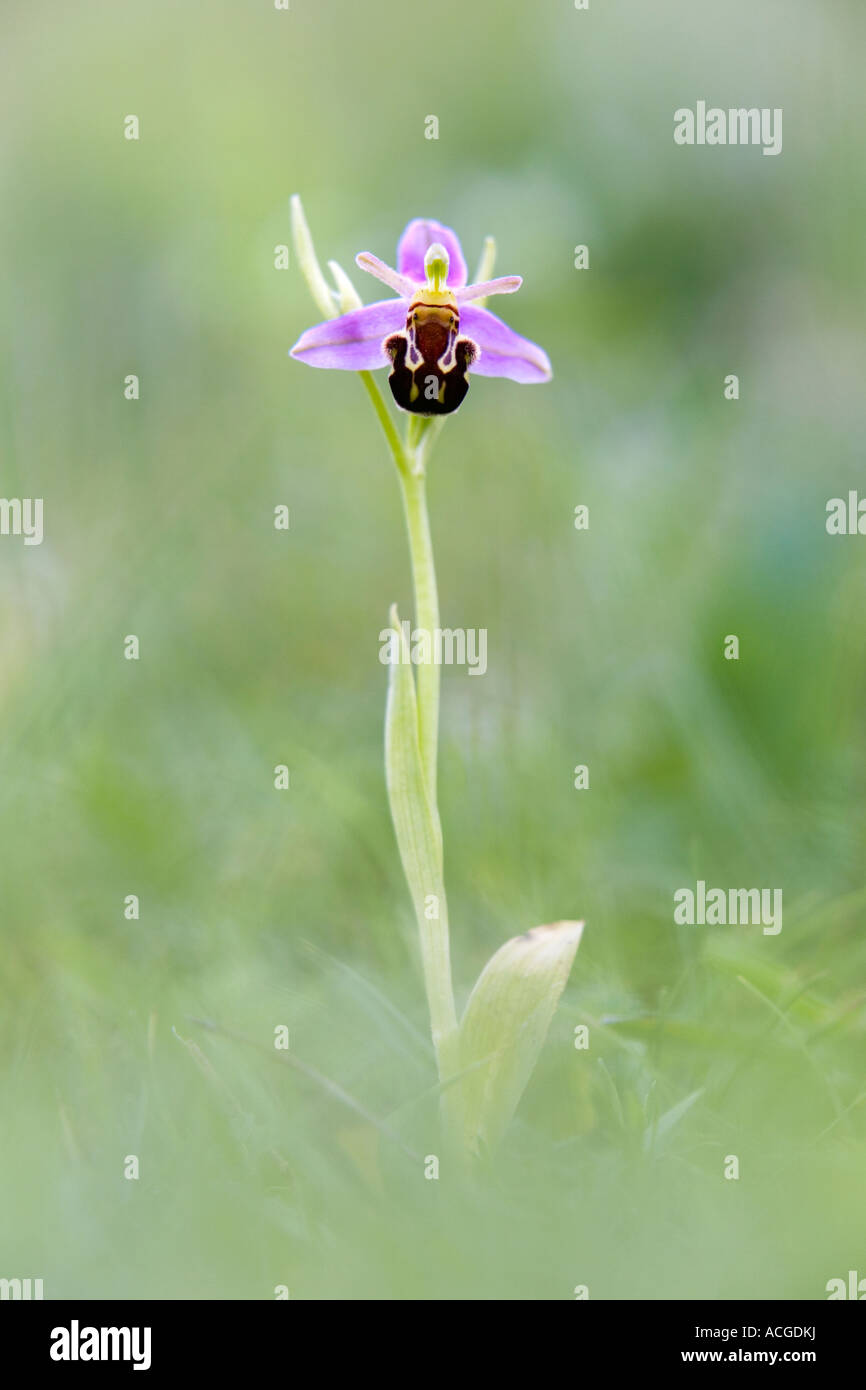 Ophrys Apifera. Biene Orchidee in der englischen Landschaft. UK Stockfoto