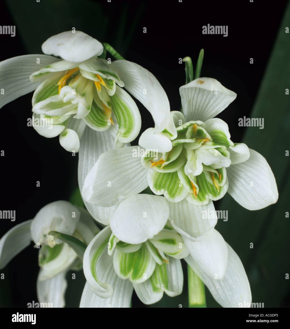 Blume des doppelten blühenden Schneeglöckchen Galanthus nivalis Stockfoto