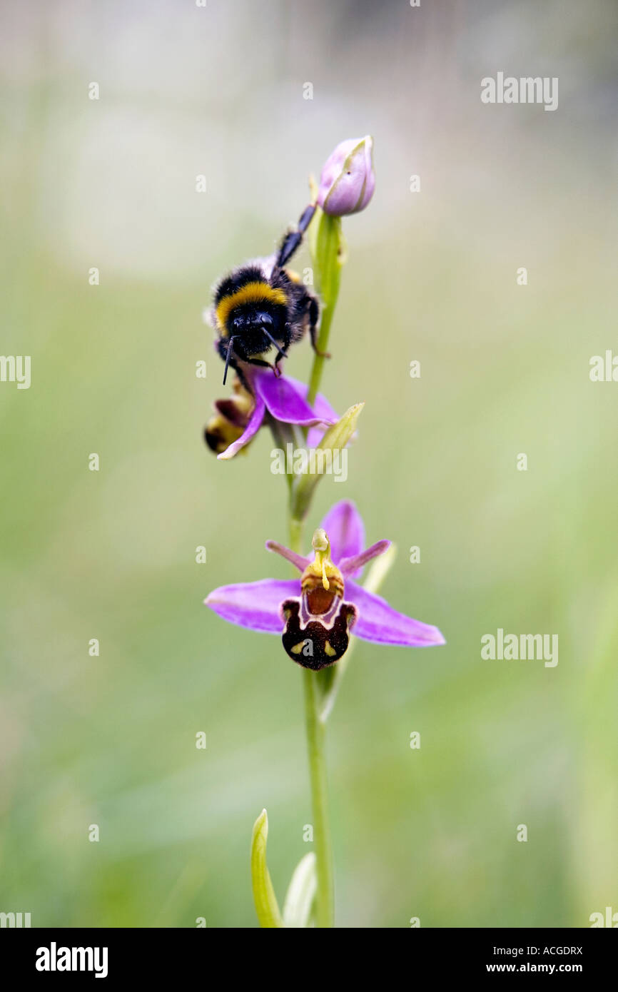Hummel auf eine Biene Orchidee in einem englischen Naturschutzgebiet Stockfoto