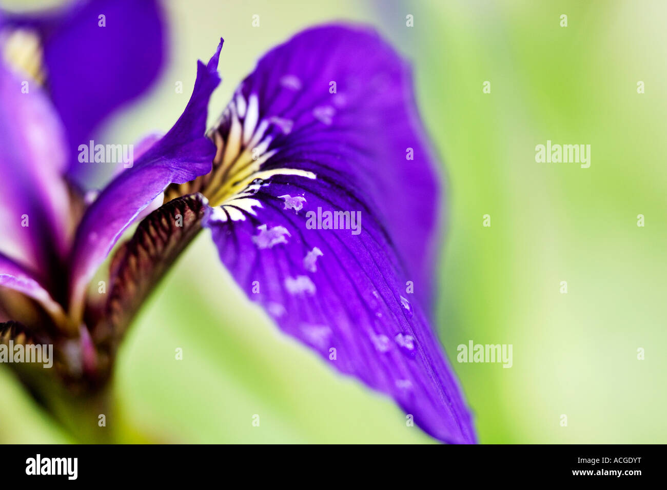 Iris Sibirica. Sibirische Iris Blütenblätter und Wassertropfen. UK Stockfoto