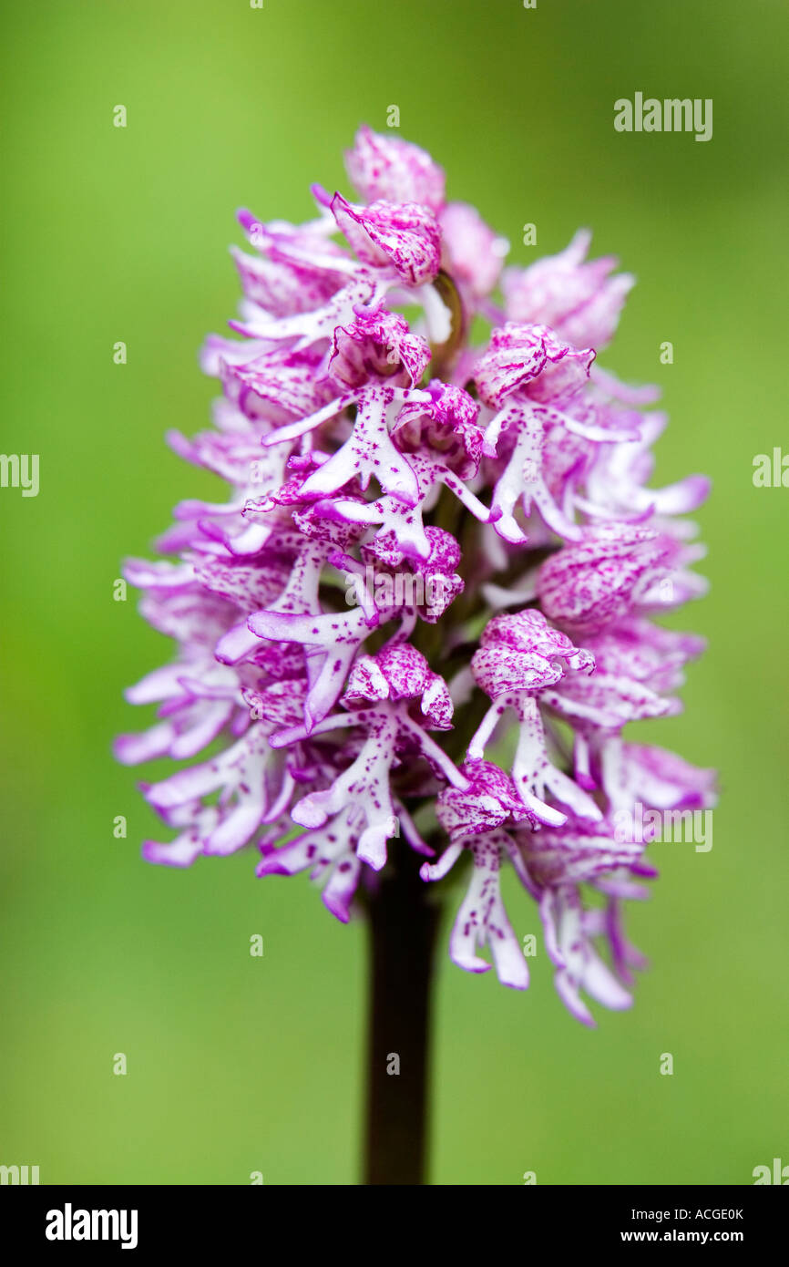 Lady x Affe Orchidee Hybrid O Purpurea X simia Blume in der englischen Landschaft. Hartslock Naturschutzgebiet, Göring am Thames, Oxfordshire, England Stockfoto