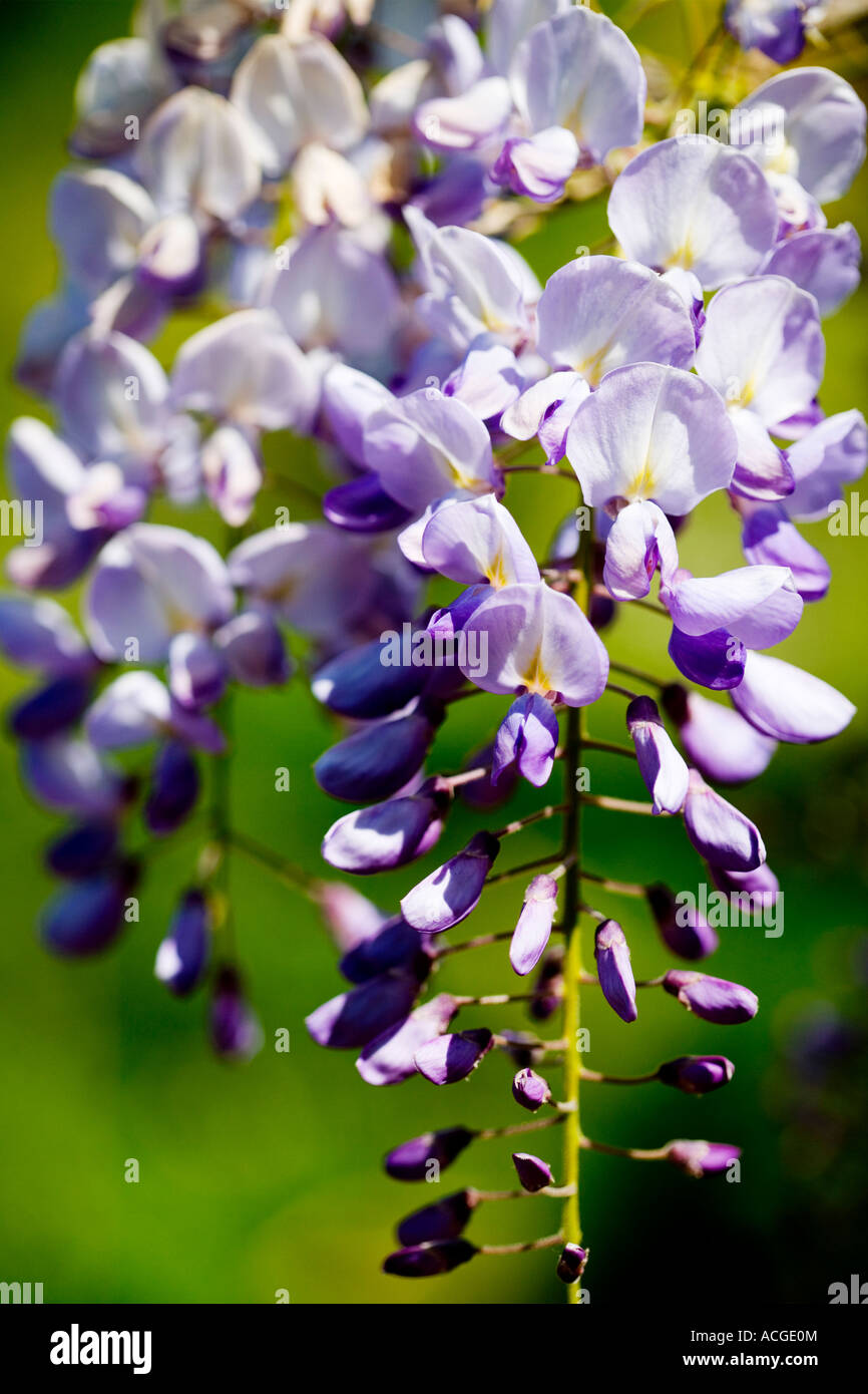 Nahaufnahme von Glyzinien Blume Stockfoto