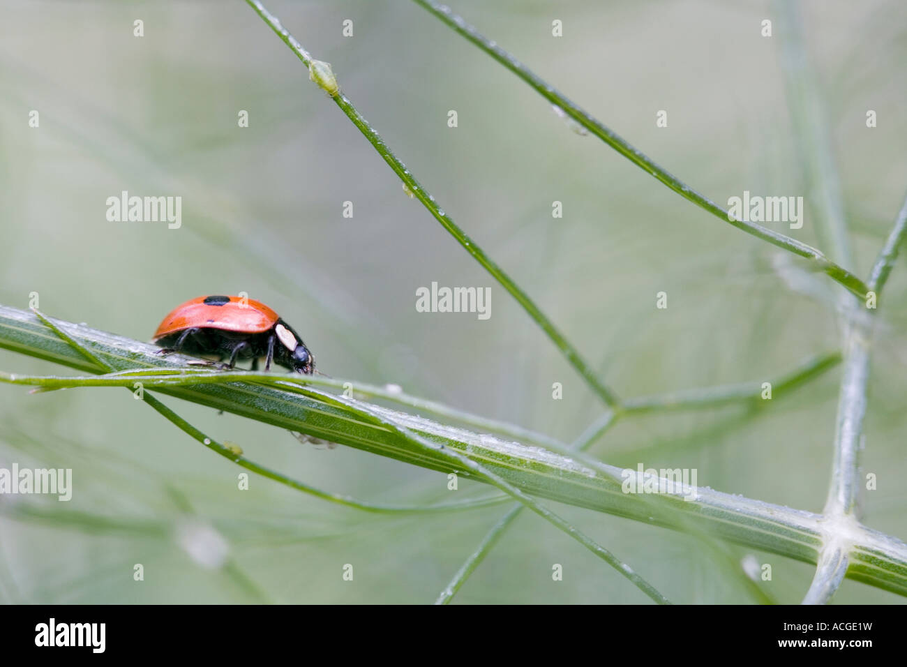 Marienkäfer und Blattläuse auf einem Fenchel-Stiel Stockfoto