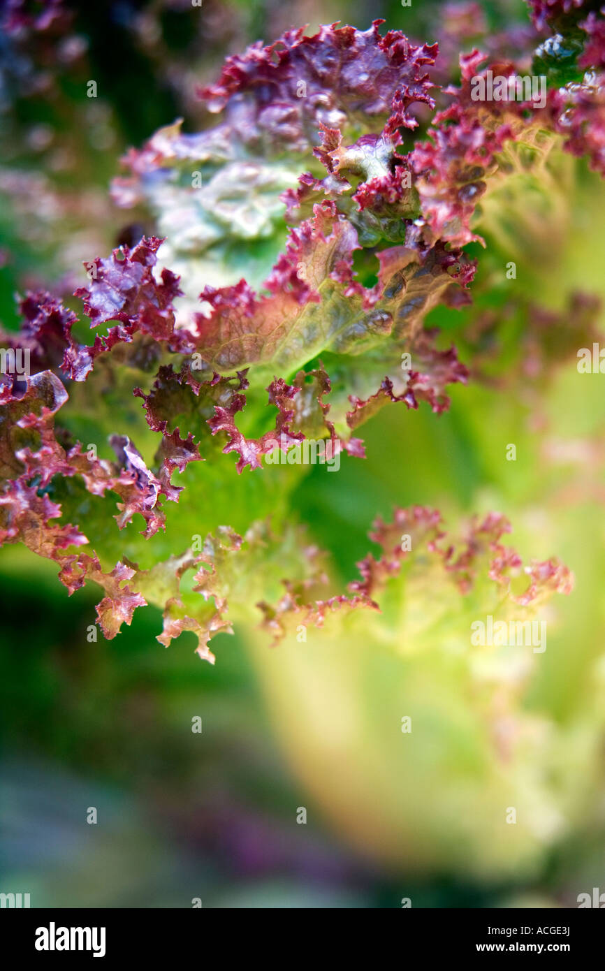 Lactuca Sativa. Salat 'Lollo Rossa' verlässt Stockfoto