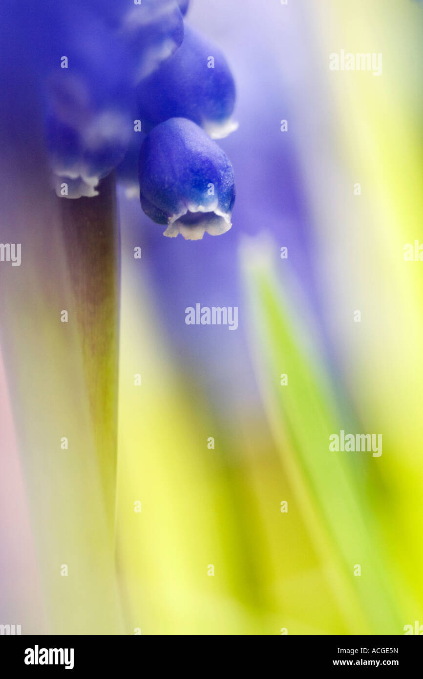 Muscari Armeniacum. Grape Hyacinth abstrakte Komposition mit nebligen blauen und grünen Hintergrund Stockfoto