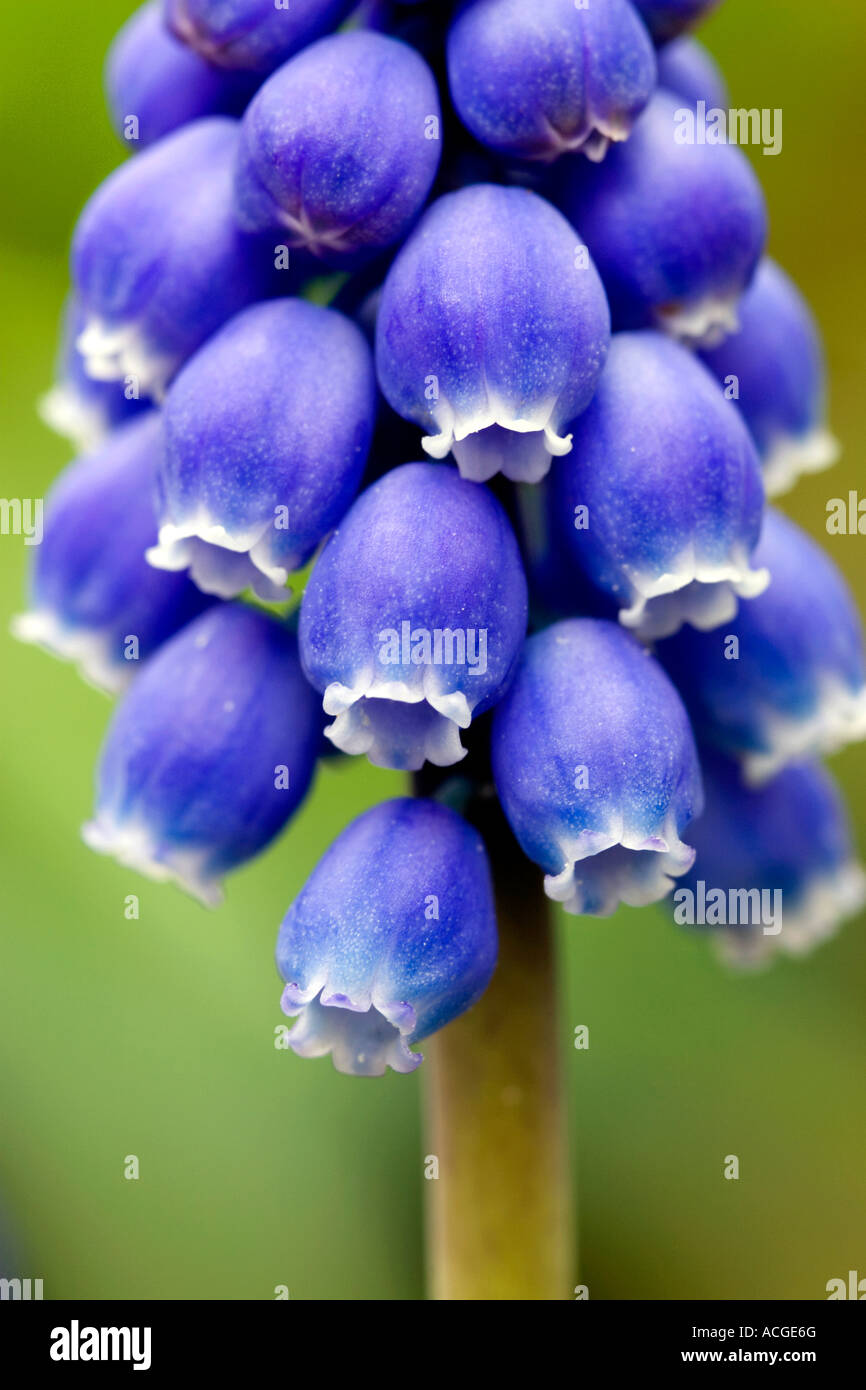 Muscari Armeniacum. Grape Hyacinth Stockfoto
