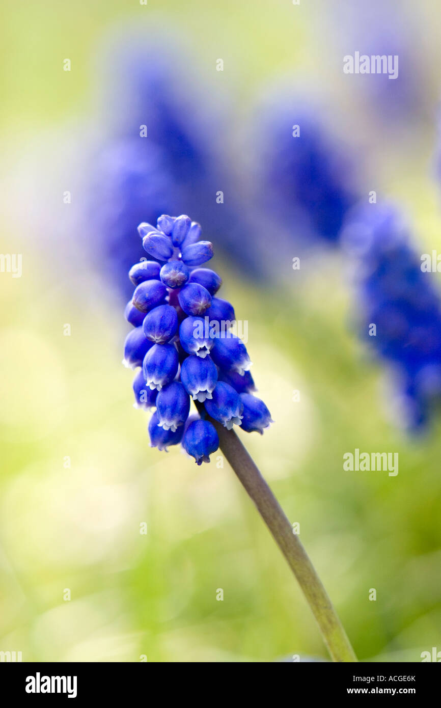 Muscari Armeniacum. Grape Hyacinth verschwommene blaue und grüne Hintergrund Stockfoto