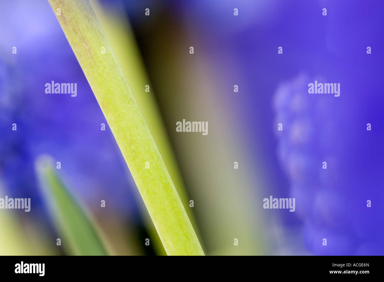 Muscari Armeniacum. Grape Hyacinth Stamm abstrakt Stockfoto