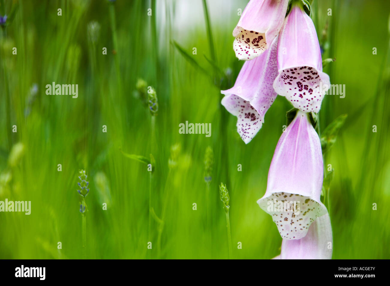 Digitalis Purpurea. Fingerhut durch junge Lavendelpflanzen in einem englischen Landhaus-Garten Stockfoto