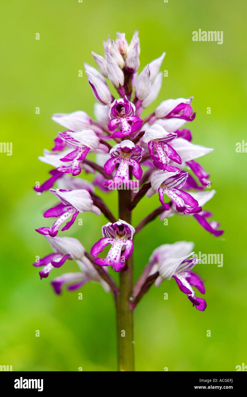 Orchis Militaris. Militärische Orchidee blüht in Holz Natur Homefield reservieren, Marlow, Berkshire, UK Stockfoto