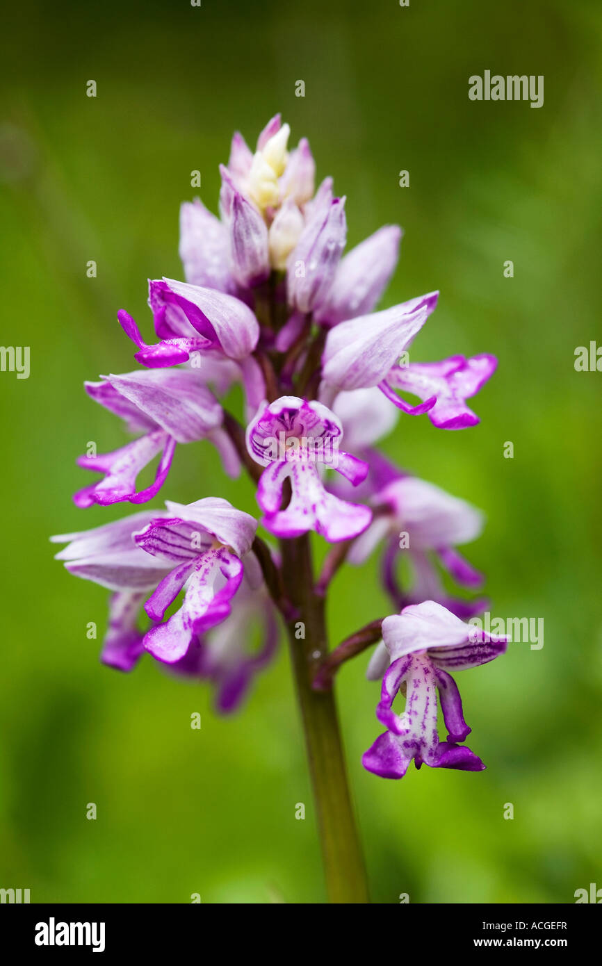 Orchis Militaris. Militärische Orchidee blüht in Holz Natur Homefield reservieren, Marlow, Berkshire, UK Stockfoto
