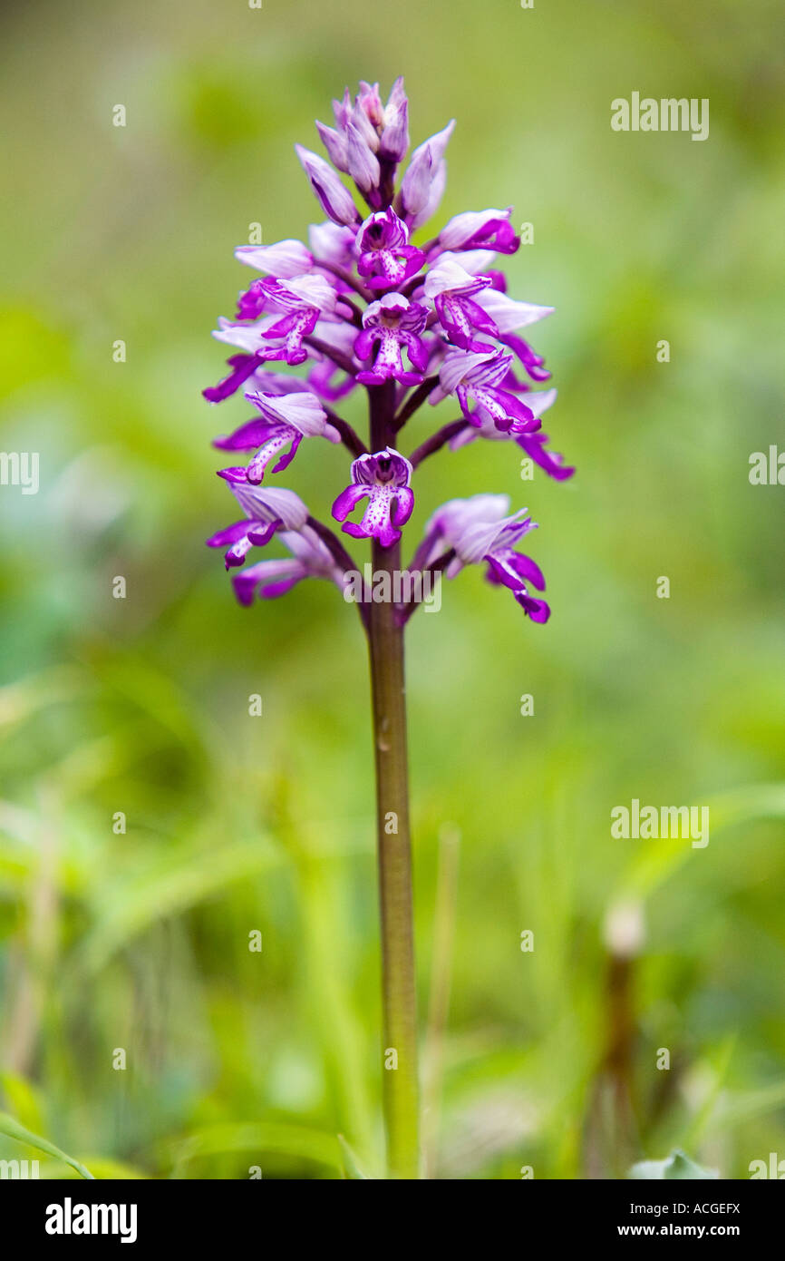 Orchis Militaris. Militärische Orchidee blüht in Holz Natur Homefield reservieren, Marlow, Berkshire, UK Stockfoto