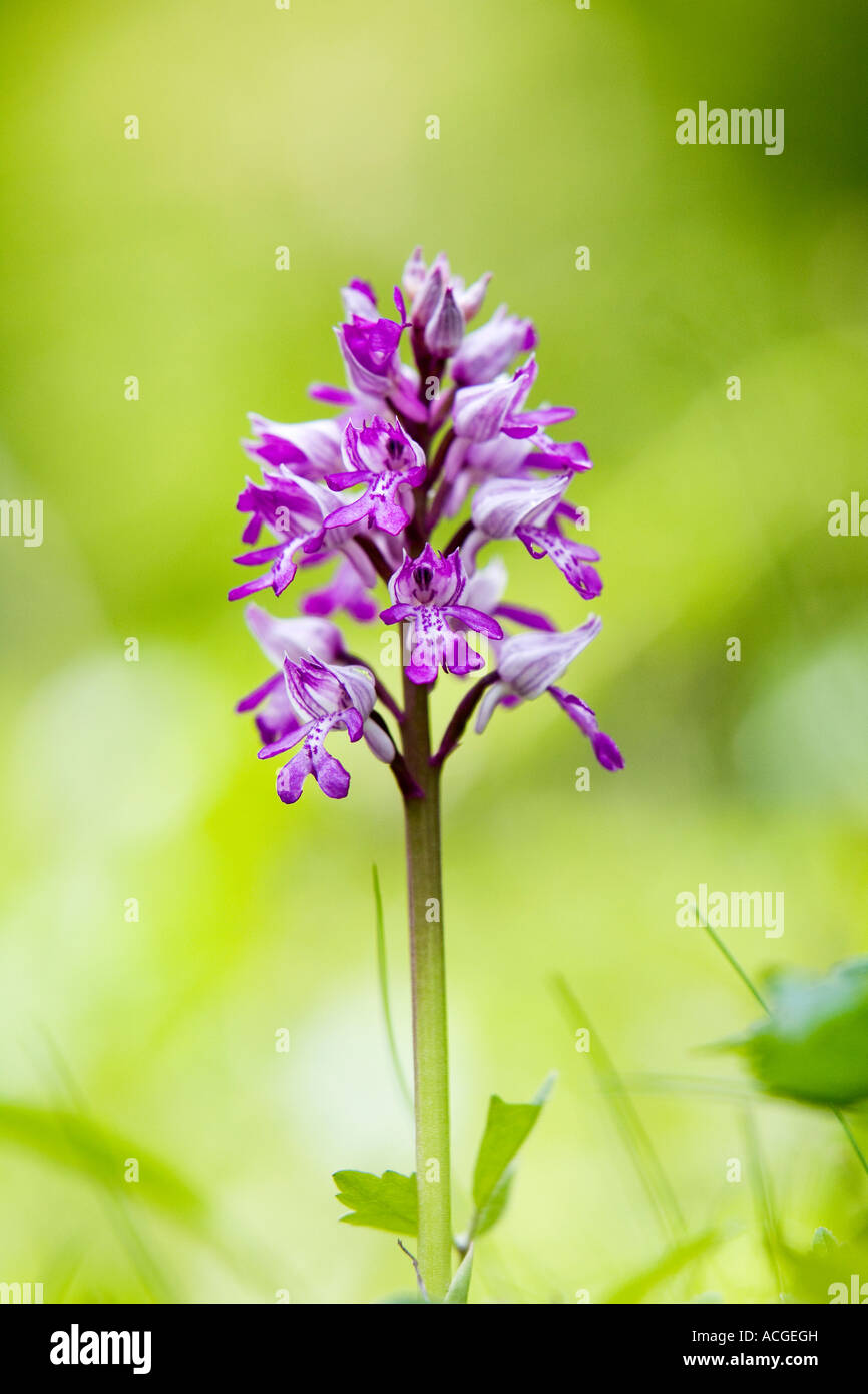 Orchis Militaris. Militärische Orchidee blüht in Holz Natur Homefield reservieren, Marlow, Berkshire, UK Stockfoto