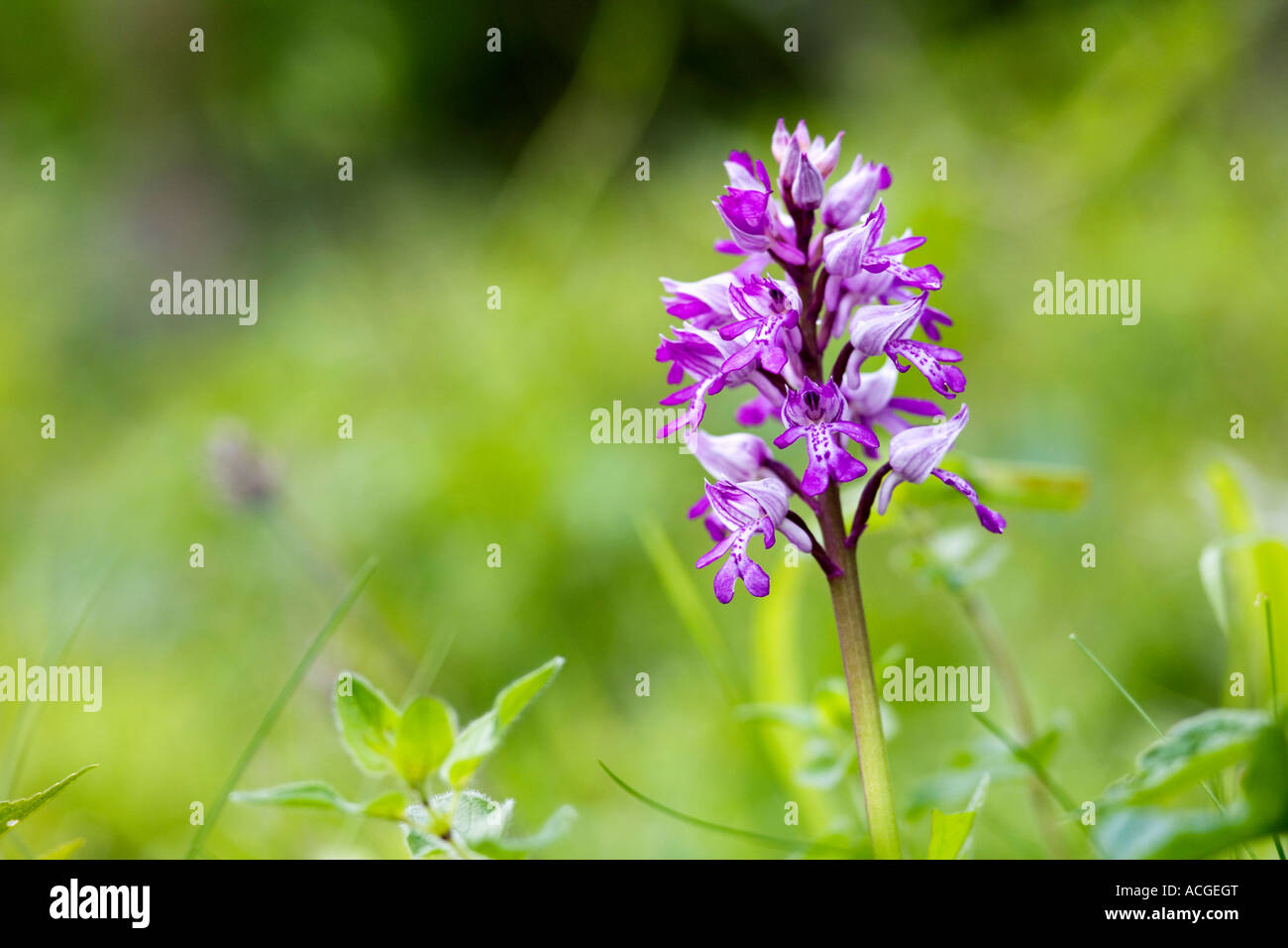 Orchis Militaris. Militärische Orchidee blüht in Holz Natur Homefield reservieren, Marlow, Berkshire, UK Stockfoto