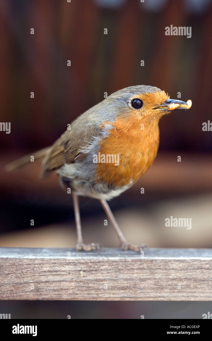 Erithacus Rubecula. Rotkehlchen mit einem Mehlwurm auf einem Holzstuhl Garten Stockfoto