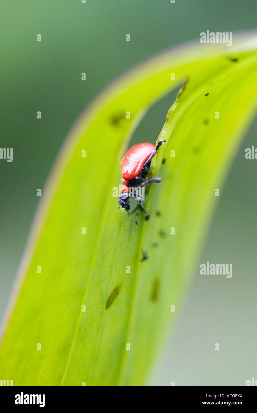 Scarlet Lily Käfer Essen eine Lilie Pflanzenblattes Stockfoto