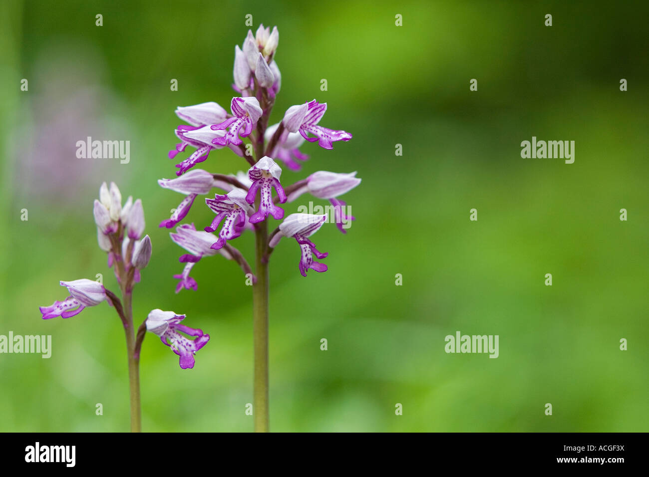 Orchis Militaris. Militärische Orchidee blüht in Holz Natur Homefield reservieren, Marlow, Berkshire, UK Stockfoto