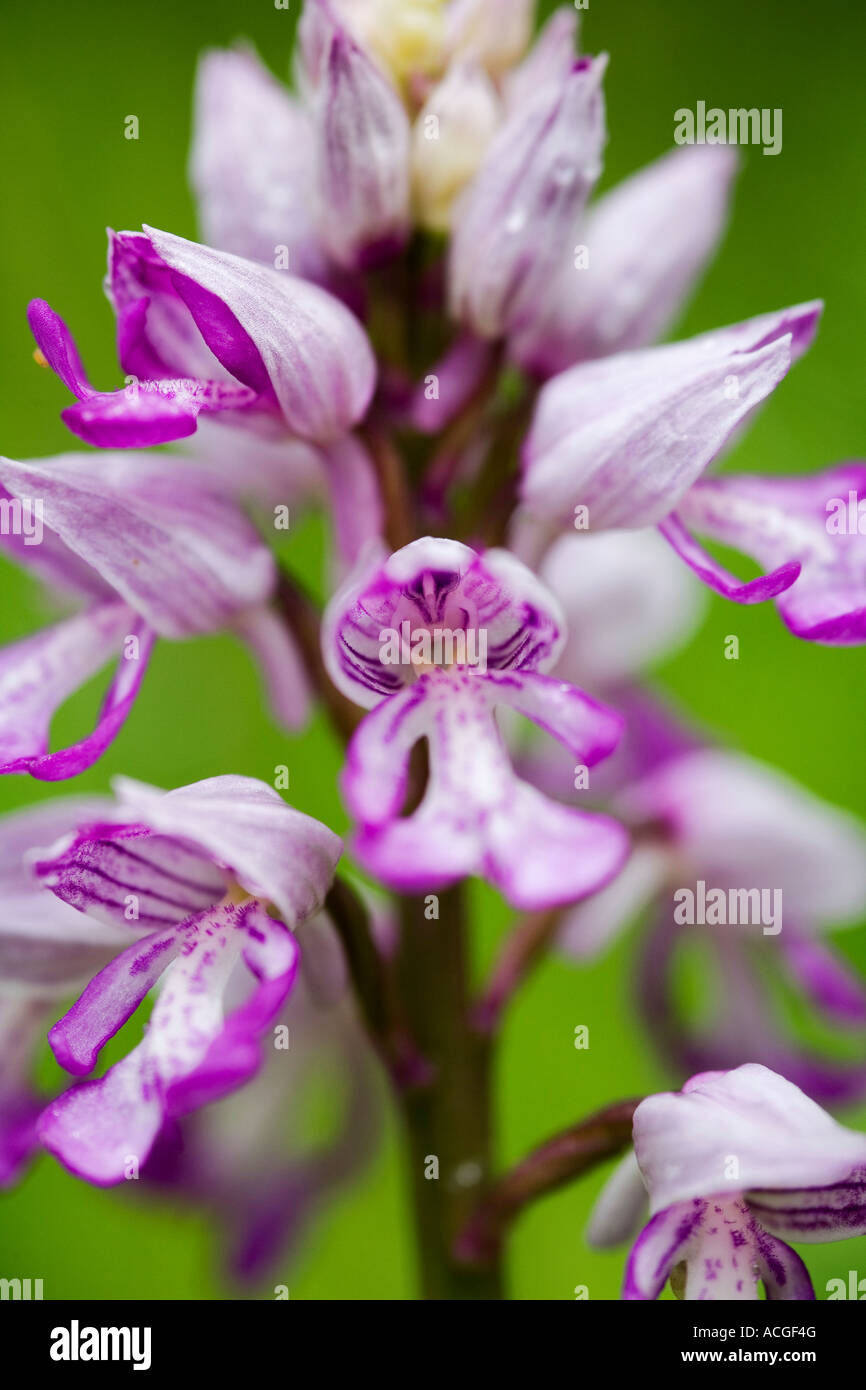 Orchis Militaris. Militärische Orchidee blüht in Holz Natur Homefield reservieren, Marlow, Berkshire, UK Stockfoto
