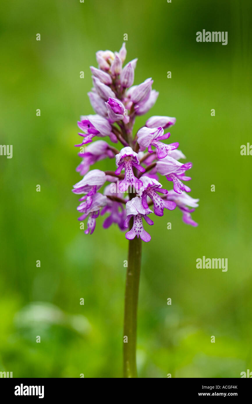 Orchis Militaris. Militärische Orchidee blüht in Holz Natur Homefield reservieren, Marlow, Berkshire, UK Stockfoto