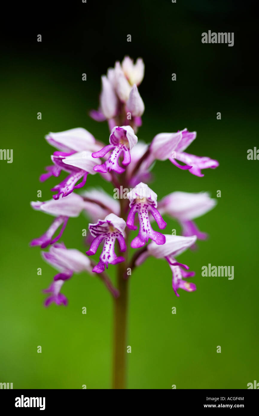Orchis Militaris. Militärische Orchidee blüht in Holz Natur Homefield reservieren, Marlow, Berkshire, UK Stockfoto