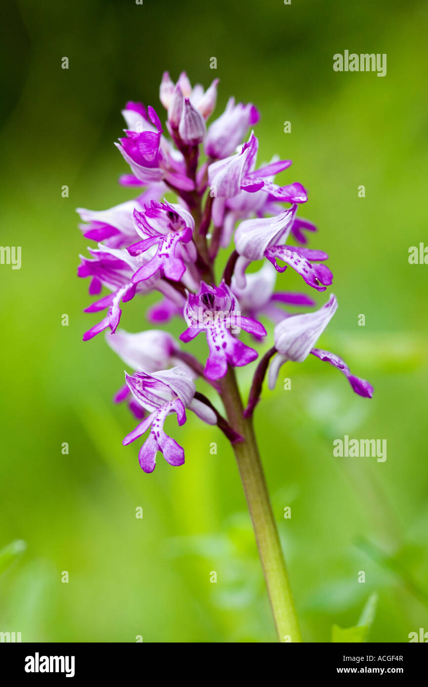 Orchis Militaris. Militärische Orchidee blüht in Holz Natur Homefield reservieren, Marlow, Berkshire, UK Stockfoto