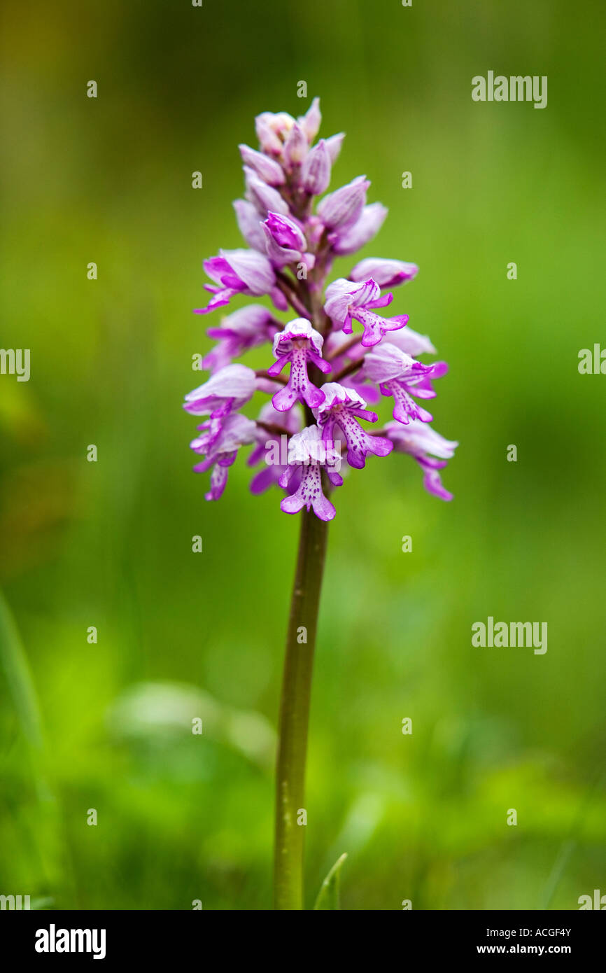 Orchis Militaris. Militärische Orchidee blüht in Holz Natur Homefield reservieren, Marlow, Berkshire, UK Stockfoto